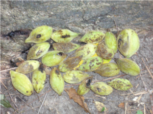 Sassafras albidum-a